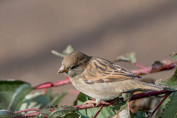 Female House Sparrow (Passer domesticus) in park
