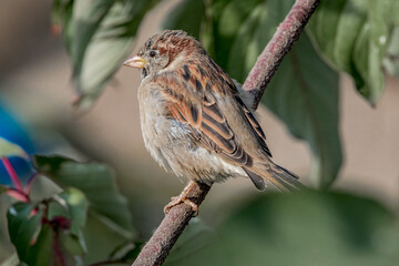Male House Sparrow (Passer domesticus) in park