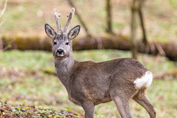 Roe deer (Capreolus, capreolus) on a mountain meadow. wildlife scenery