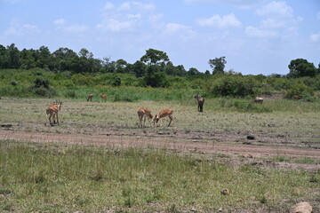 Fototapeta na wymiar impala fighting