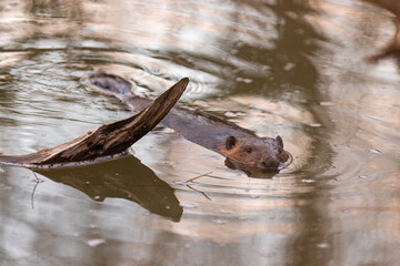 Eurasian beaver (Castor fiber), large rodent swimming in the river in its natural habitat. Wildlife.