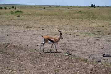 impala antelope in the savannah