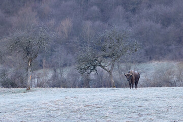 European bison (Bison bonasus) is standing on meadow near the forest in national park Poloniny