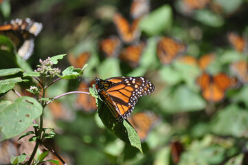 The Monarch butterfly.