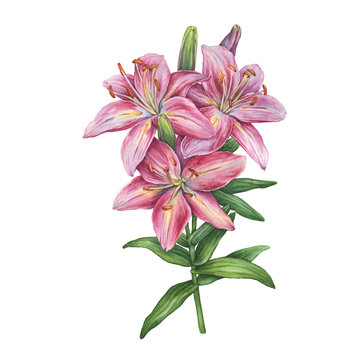 Close-up of pink lilium flower (lilies, lilly, daylily) . Watercolor hand drawn painting illustration, isolated on white background