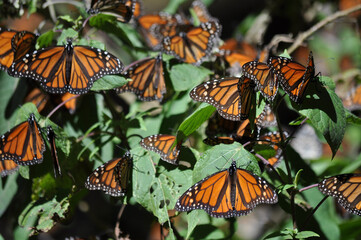 The Monarch butterfly.