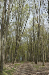 Road in the oak forest. Ukraine. Spring 2022