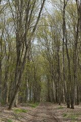 Road in the oak forest. Ukraine. Spring 2022