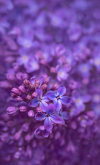 fioletowy bez, fioletowe kwiaty bzu kwitnące w ogrodzie