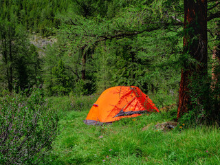 Camping life concept. tent under conifer trees on summer forest. Tent under tree in coniferous forest on hillside. Closeup of bright orange tent in forest mountains.