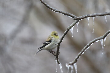 Birds in the wild on an icy day. Ice on the branches
