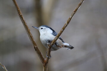 Birds in the wild on an icy day. Ice on the branches
