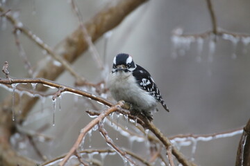 Birds in the wild on an icy day. Ice on the branches