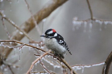 Birds in the wild on an icy day. Ice on the branches