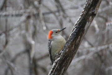 Birds in the wild on an icy day. Ice on the branches