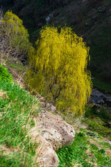 Spring landscape with willow trees, Armenia