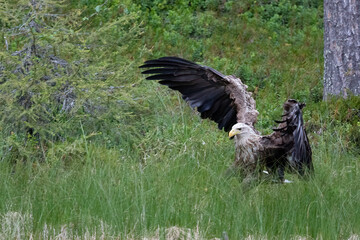 White-tailed eagle