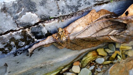frog on river