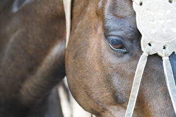 polo horse with rawhide halter