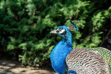 Fototapeta premium Feral Common Peafowl (Pavo cristatus) male in Los Angeles County arboretum, Los Angeles, California, USA