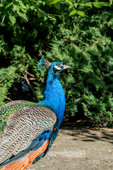 Feral Common Peafowl (Pavo cristatus) male in Los Angeles County arboretum, Los Angeles, California, USA