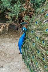 Obraz premium Feral Common Peafowl (Pavo cristatus) male in Los Angeles County arboretum, Los Angeles, California, USA