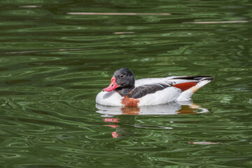 Common Shelduck (Tadorna tadorna) in park