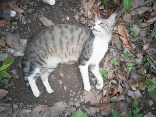 gato en jardín