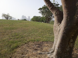 Green Beautiful View of Park Edith Wolfson, Tel Aviv, Israel