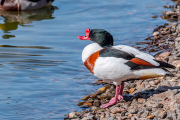 Common Shelduck (Tadorna tadorna) in park