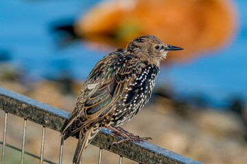 Common Starling (Sturnus vulgaris) in park
