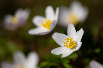 Wood anemones (Anemone nemorosa) is an early-spring flowering plant in the buttercup family Ranunculacea. Flower with white tepals and yellow stamen in bright sunlight. Macro close up in german forest