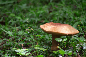 seta, hongo en el bosque