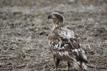 Birds in the wild