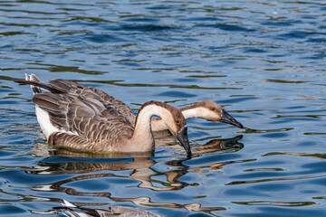 Swan Geese (Anser cygnoides) in park pond