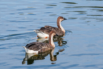 Swan Geese (Anser cygnoides) in park pond