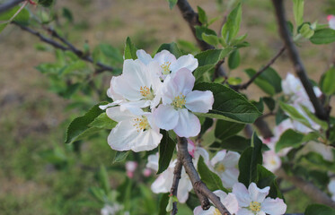 apple blossoms flowers spring background