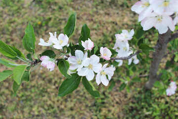 apple blossoms flowers spring background