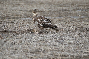 Birds in the wild