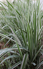 green beautiful grass spring background