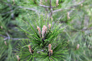 a young green branch of a Christmas tree cones