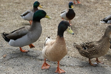 Birds in the wild