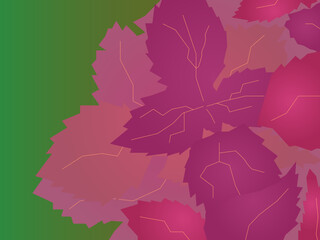 purple leaves of Perilla frutescens in the garden. Flat style vector illustration