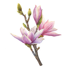 Branch of purple magnolia liliiflora flower (also called mulan magnolia, woody-orchid). Botanical watercolor hand drawn painting illustration, isolated on white background. - obrazy, fototapety, plakaty