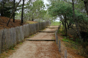 A small path to go to the beach and the ocean. Cap Ferret, spring 2022.