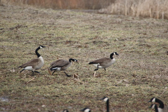 Birds in the wild
