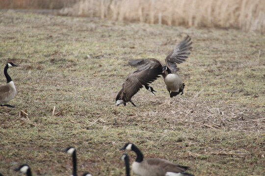Birds in the wild