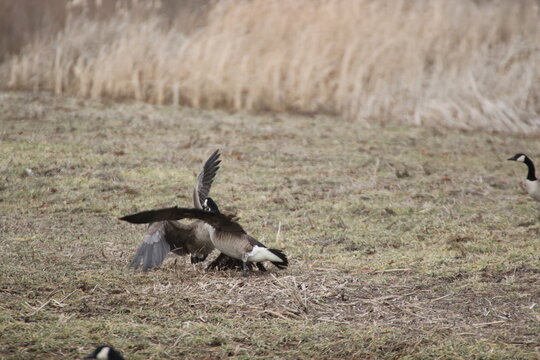 Birds in the wild