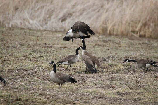Birds in the wild