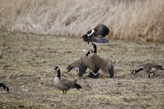 Birds in the wild